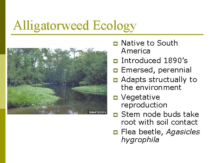 Alligatorweed Ecology p p p p Native to South America Introduced 1890’s Emersed, perennial