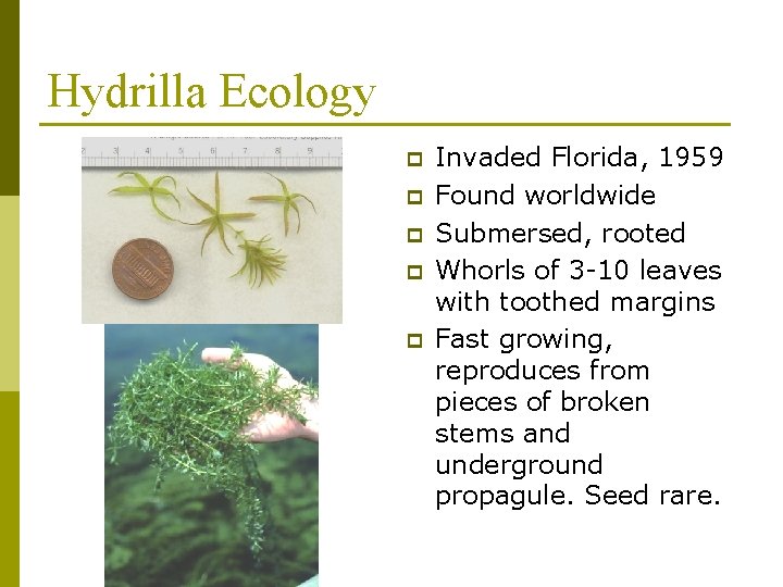 Hydrilla Ecology p p p Invaded Florida, 1959 Found worldwide Submersed, rooted Whorls of