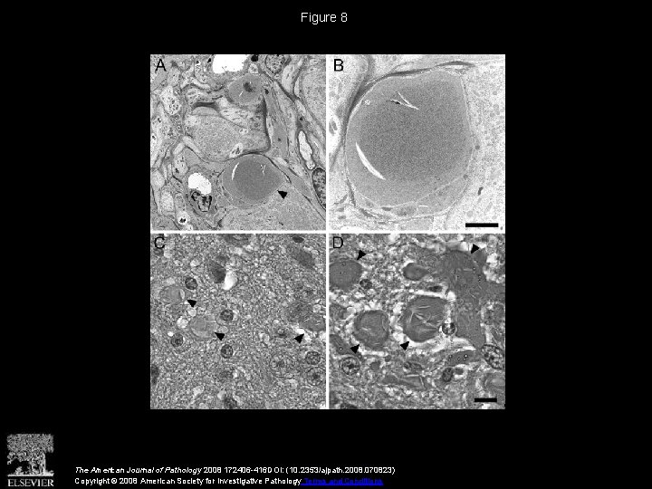 Figure 8 The American Journal of Pathology 2008 172406 -416 DOI: (10. 2353/ajpath. 2008.