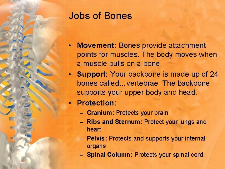 Jobs of Bones • Movement: Bones provide attachment points for muscles. The body moves