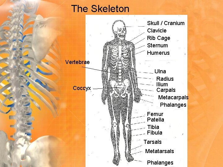 The Skeleton Skull / Cranium Clavicle Rib Cage Sternum Humerus Vertebrae Coccyx Ulna Radius