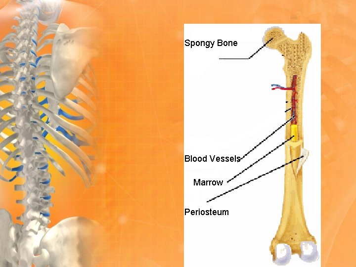 Spongy Bone Blood Vessels Marrow Periosteum 