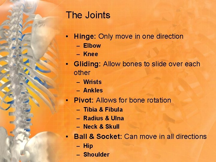 The Joints • Hinge: Only move in one direction – Elbow – Knee •