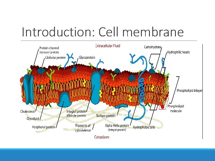Introduction: Cell membrane Introduction: Cell membrane