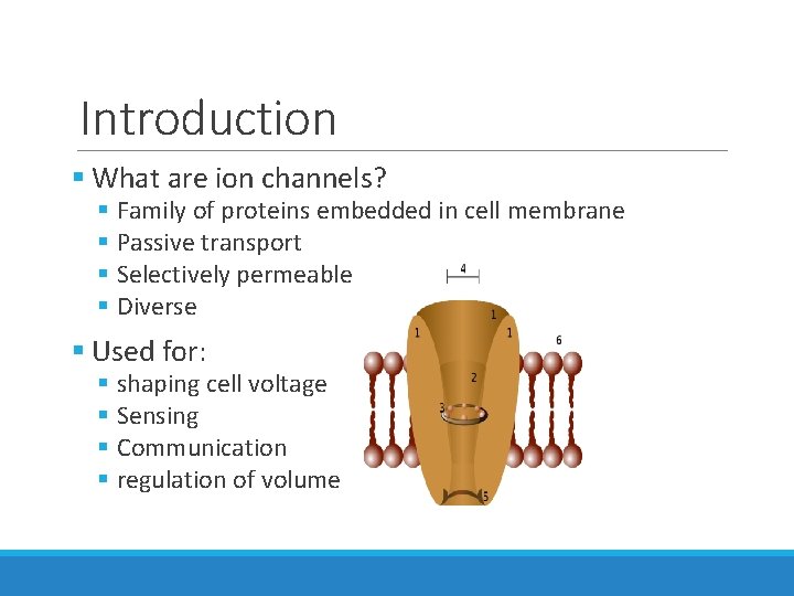Introduction § What are ion channels? § Family of proteins embedded in cell membrane Introduction § What are ion channels? § Family of proteins embedded in cell membrane
