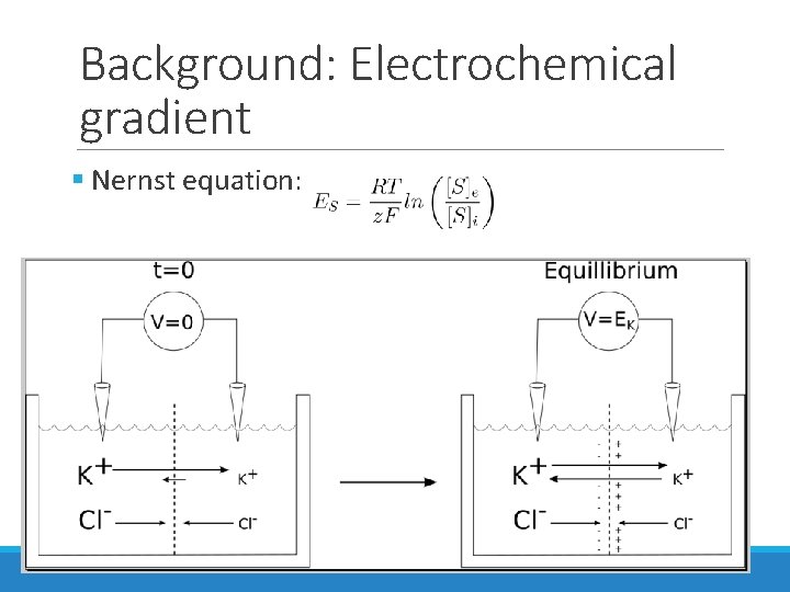 Background: Electrochemical gradient § Nernst equation: Background: Electrochemical gradient § Nernst equation: