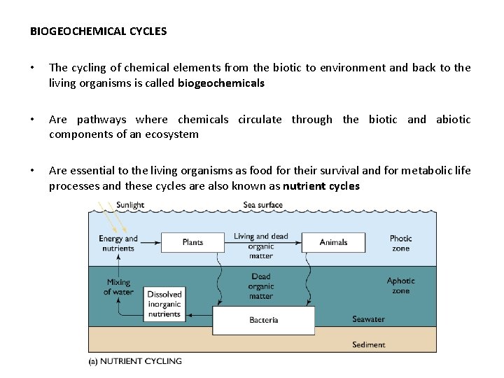 BIOGEOCHEMICAL CYCLES • The cycling of chemical elements from the biotic to environment and