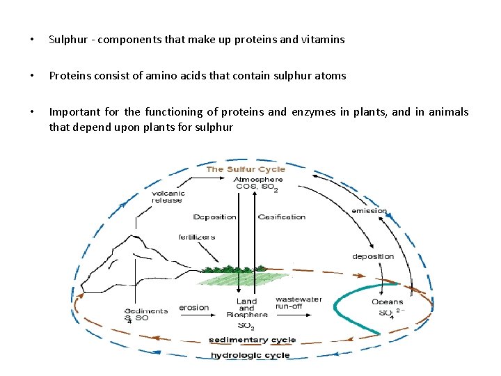  • Sulphur - components that make up proteins and vitamins • Proteins consist