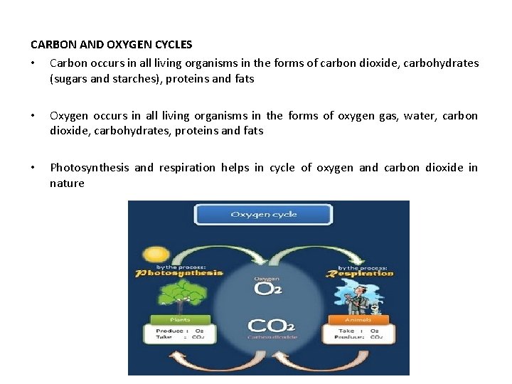 CARBON AND OXYGEN CYCLES • Carbon occurs in all living organisms in the forms