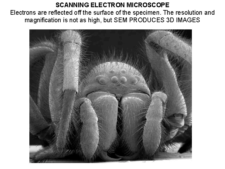 SCANNING ELECTRON MICROSCOPE Electrons are reflected off the surface of the specimen. The resolution