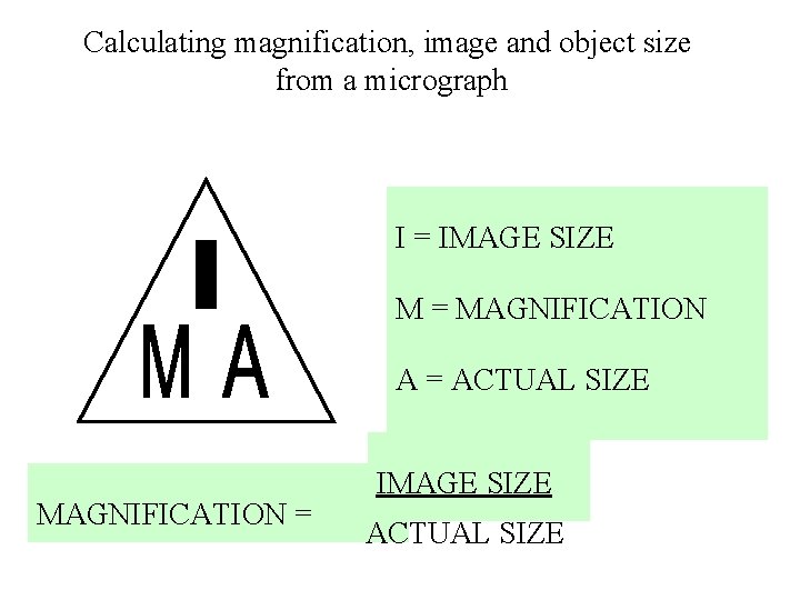 Calculating magnification, image and object size from a micrograph I = IMAGE SIZE M