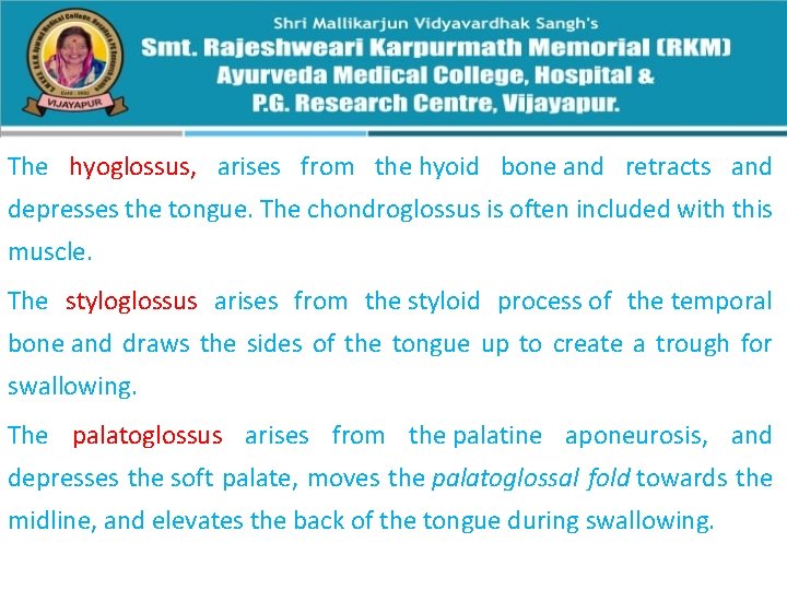 The hyoglossus, arises from the hyoid bone and retracts and depresses the tongue. The