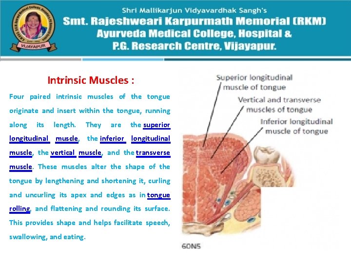 Intrinsic Muscles : Four paired intrinsic muscles of the tongue originate and insert within