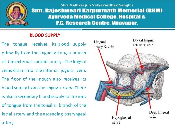 BLOOD SUPPLY The tongue receives its blood supply primarily from the lingual artery, a