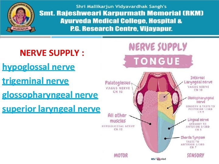 NERVE SUPPLY : hypoglossal nerve trigeminal nerve glossopharyngeal nerve superior laryngeal nerve 