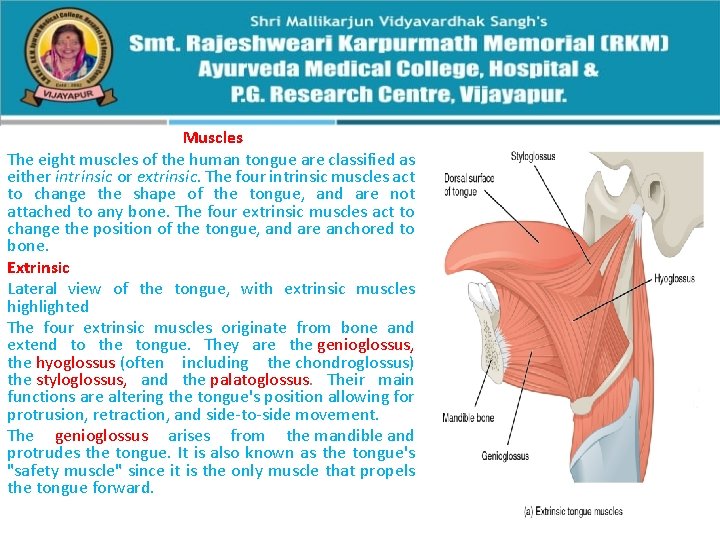 Muscles The eight muscles of the human tongue are classified as either intrinsic or