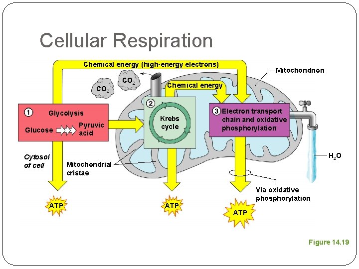 Cellular Respiration Chemical energy (high-energy electrons) CO 2 Glycolysis Glucose Cytosol of cell ATP