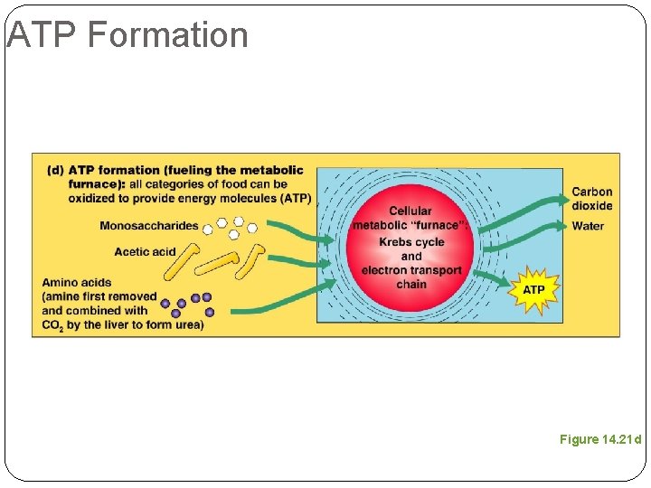 ATP Formation Figure 14. 21 d 