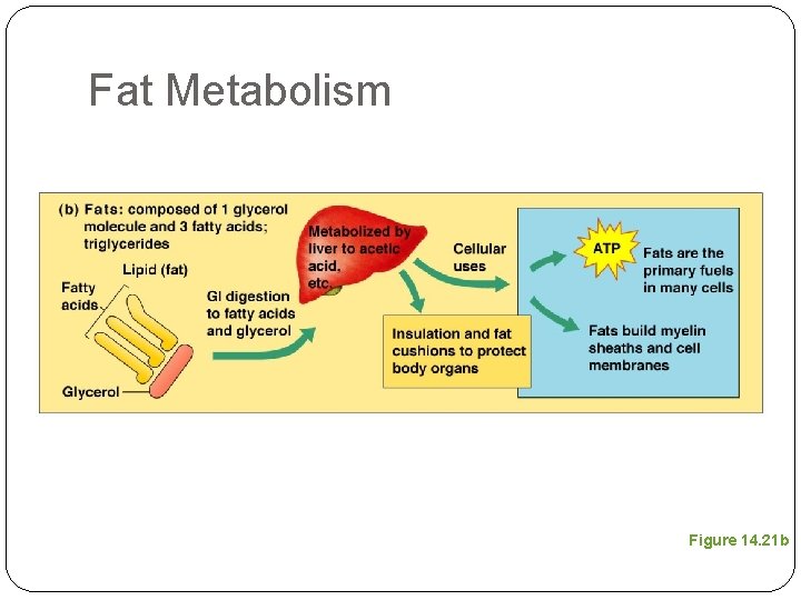 Fat Metabolism Figure 14. 21 b 