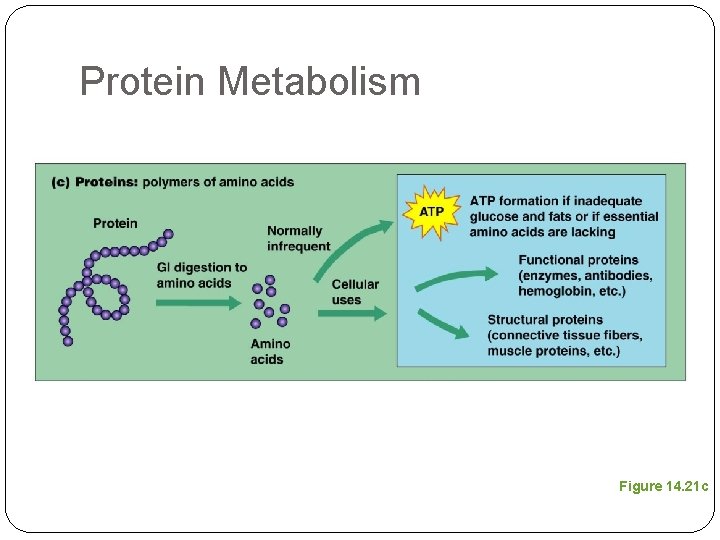 Protein Metabolism Figure 14. 21 c 