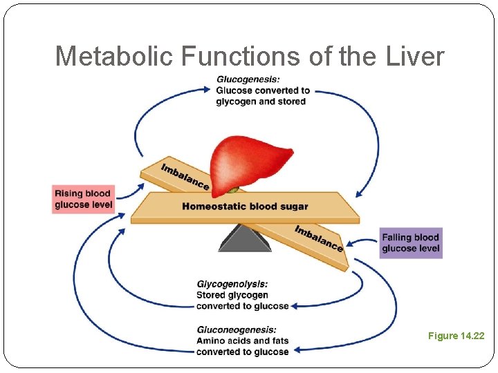 Metabolic Functions of the Liver Figure 14. 22 