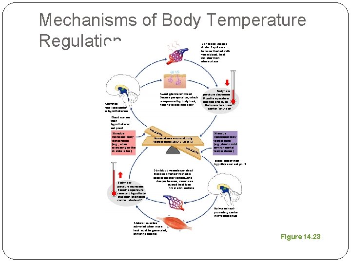 Mechanisms of Body Temperature Regulation Skin blood vessels dilate: Capillaries become flushed with warm