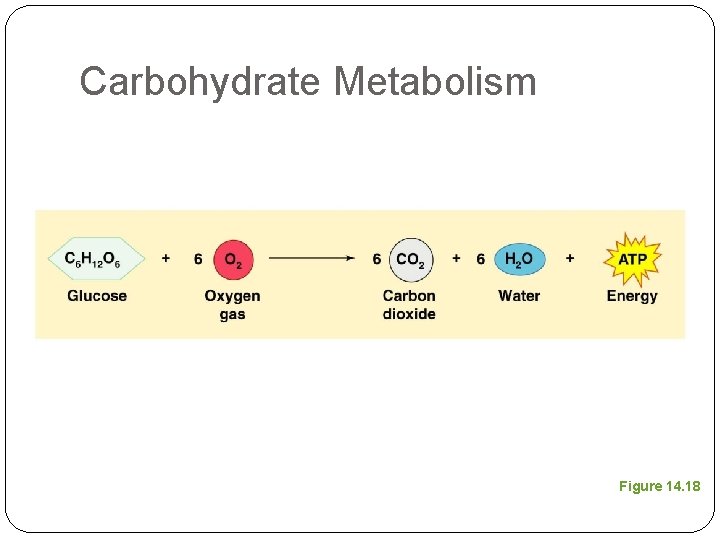 Carbohydrate Metabolism Figure 14. 18 