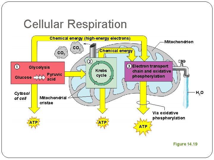 Cellular Respiration Chemical energy (high-energy electrons) CO 2 Glycolysis Glucose Cytosol of cell ATP