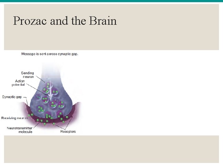 Prozac and the Brain 