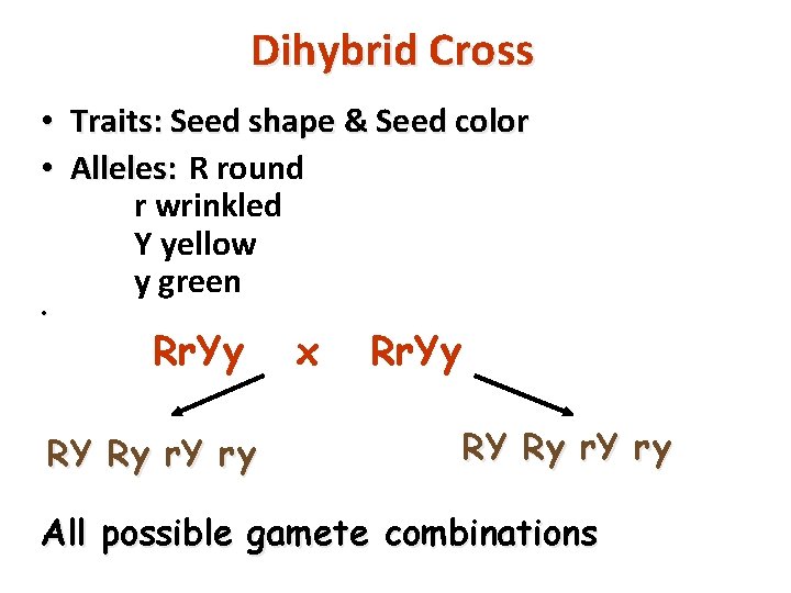 Dihybrid Cross • Traits: Seed shape & Seed color • Alleles: R round r