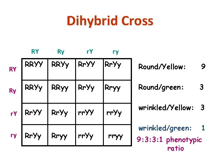 Dihybrid Cross RY Ry r. Y ry RY Ry RRYY RRYy Rr. YY Rr.