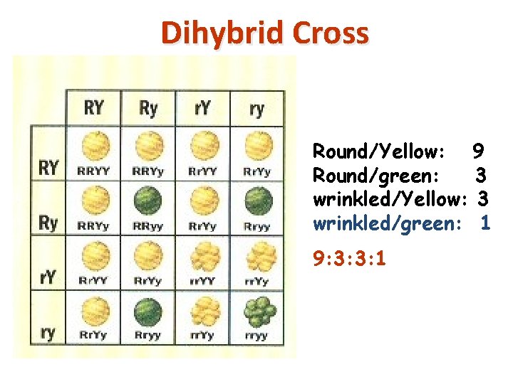 Dihybrid Cross Round/Yellow: 9 Round/green: 3 wrinkled/Yellow: 3 wrinkled/green: 1 9: 3: 3: 1