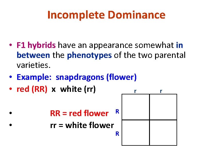 Incomplete Dominance • F 1 hybrids have an appearance somewhat in between the phenotypes