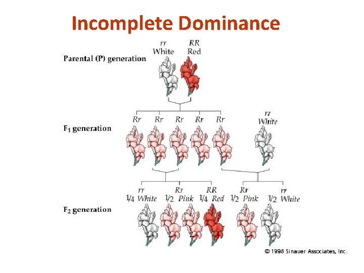 Incomplete Dominance copyright cmassengale 20 