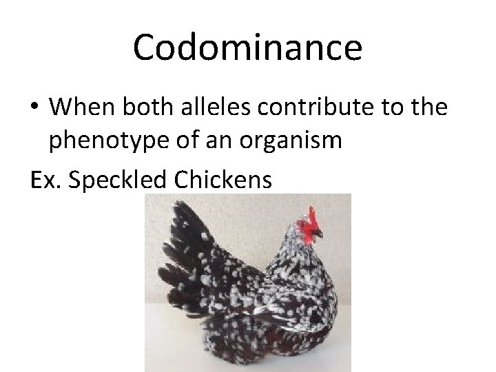 Codominance • When both alleles contribute to the phenotype of an organism Ex. Speckled