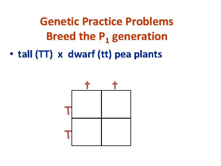 Genetic Practice Problems Breed the P 1 generation • tall (TT) x dwarf (tt)