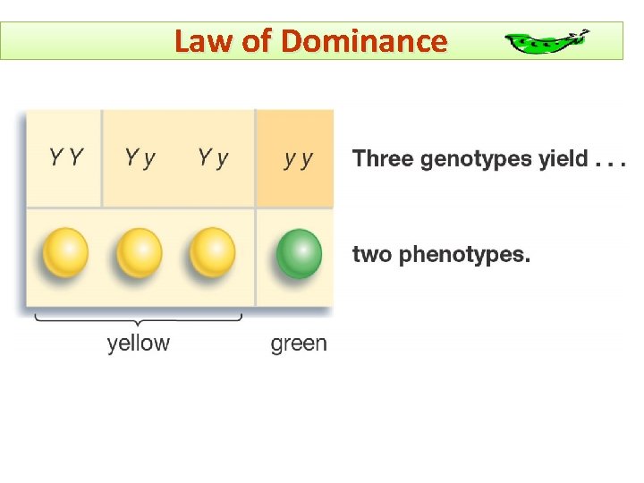 Law of Dominance copyright cmassengale 4 