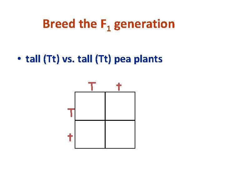 Breed the F 1 generation • tall (Tt) vs. tall (Tt) pea plants T