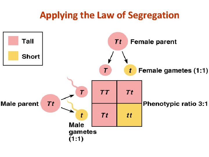 Applying the Law of Segregation copyright cmassengale 6 