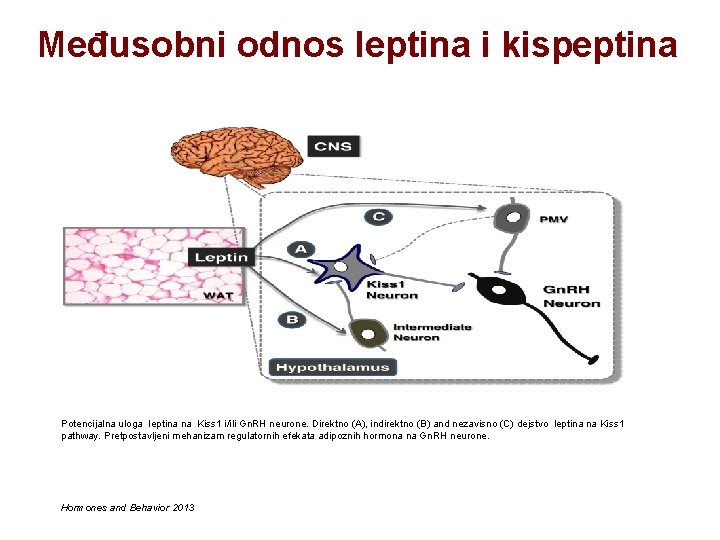 Međusobni odnos leptina i kispeptina Potencijalna uloga leptina na Kiss 1 i/ili Gn. RH