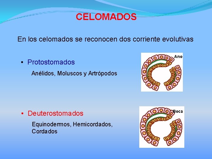 CELOMADOS En los celomados se reconocen dos corriente evolutivas • Protostomados Ano Anélidos, Moluscos