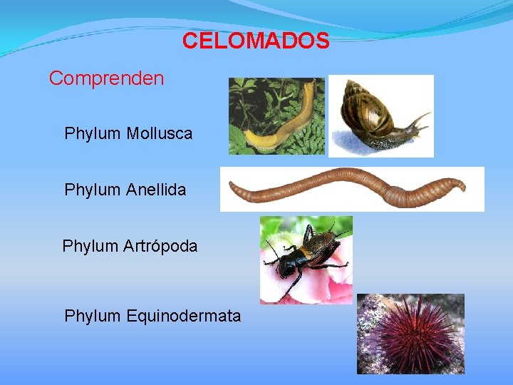 CELOMADOS Comprenden Phylum Mollusca Phylum Anellida Phylum Artrópoda Phylum Equinodermata 