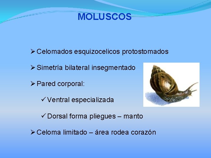 MOLUSCOS Ø Celomados esquizocelicos protostomados Ø Simetría bilateral insegmentado Ø Pared corporal: ü Ventral