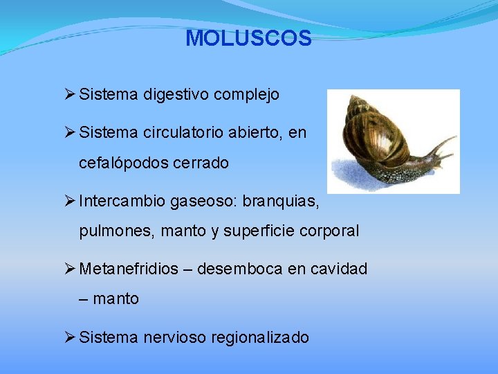 MOLUSCOS Ø Sistema digestivo complejo Ø Sistema circulatorio abierto, en cefalópodos cerrado Ø Intercambio