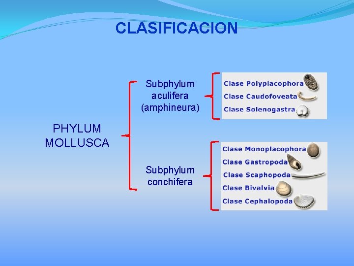 CLASIFICACION Subphylum aculifera (amphineura) PHYLUM MOLLUSCA Subphylum conchifera 