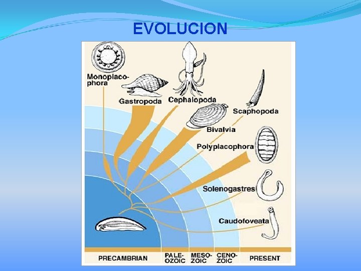 EVOLUCION 