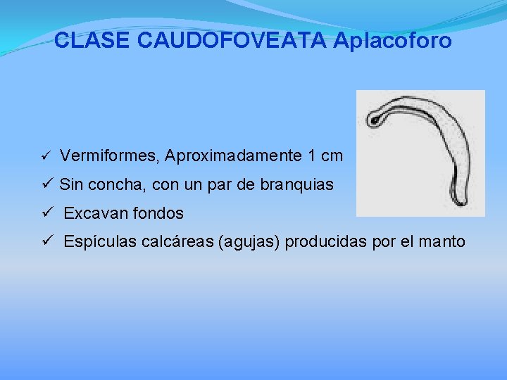 CLASE CAUDOFOVEATA Aplacoforo ü Vermiformes, Aproximadamente 1 cm ü Sin concha, con un par