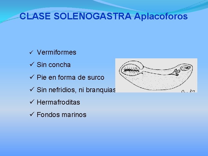 CLASE SOLENOGASTRA Aplacoforos ü Vermiformes ü Sin concha ü Pie en forma de surco