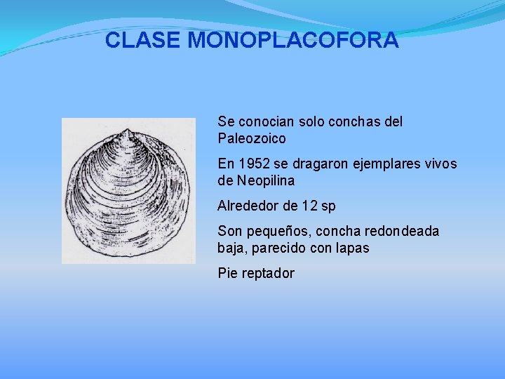 CLASE MONOPLACOFORA Se conocian solo conchas del Paleozoico En 1952 se dragaron ejemplares vivos
