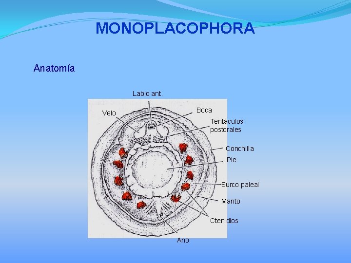 MONOPLACOPHORA Anatomía Labio ant. Boca Velo Tentáculos postorales Conchilla Pie Surco paleal Manto Ctenidios